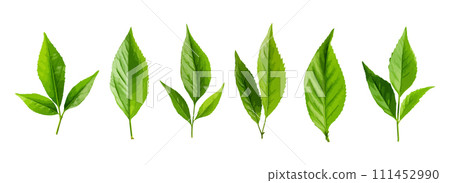 Tea leaf vector set isolated on white background 111452990