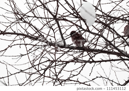 Tree blanches against a white winter sky with hanging snow piece and a sitting on branch sparrow bird 111453112