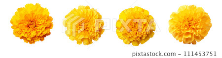 Yellow marigold flower vector set isolated on white background 111453751