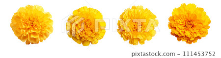Yellow marigold flower vector set isolated on white background Yellow marigold flower vector set isolated on white background 111453752