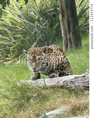 Cheetah aiming at prey Cheetah aiming at prey 111453774