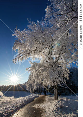 Frost-covered tree branches in a winter landscape illuminated by the low-lying sun. Frost-covered tree branches in a winter landscape illuminated by the low-lying sun. 111453806
