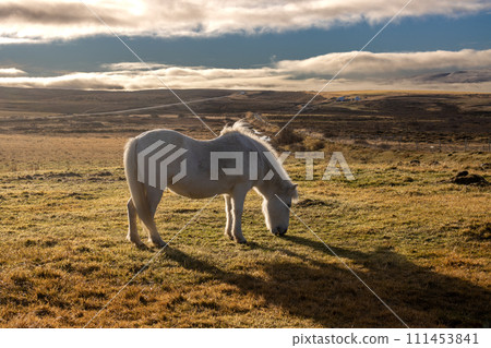 White horse on a pasture, Iceland 111453841