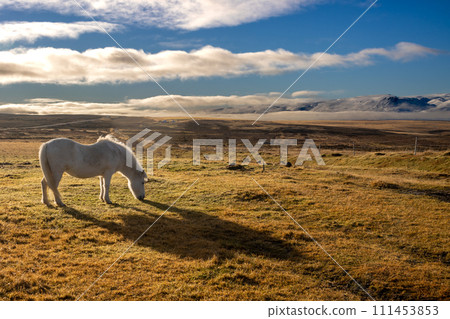 White horse on a pasture, Iceland 111453853