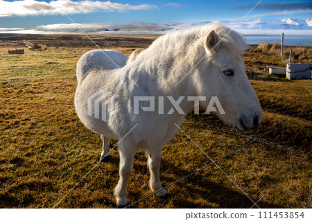White horse on a pasture, Iceland 111453854