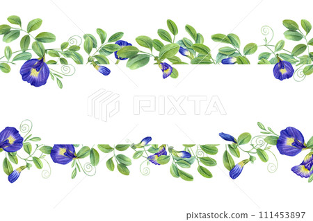 Thai blue flowers. Horizontal frame with text space. Butterfly pea flowers. Tropical plant, Ipomoea, clitoria ternatea, bluebellvine. Watercolor illustration. For package, greetings 111453897