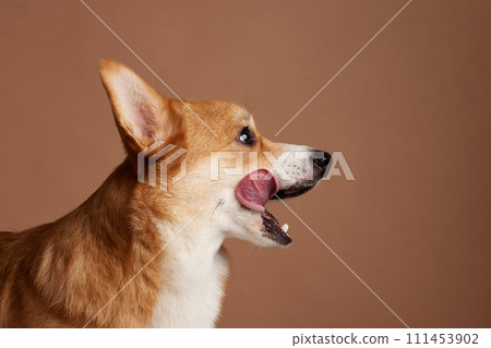 dog licks itself close-up and waits for tasty food on a clean beige background, love for animals 111453902