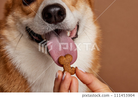 dog food in the shape of a bone close-up in the hand of a girl with a corgi dog, happy dogs concept dog food in the shape of a bone close-up in the hand of a girl with a corgi dog, happy dogs concept 111453904