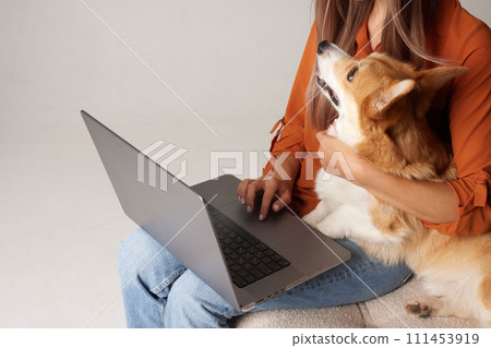 A young woman works at home on a laptop next to her dog. Domestic corgi dog looking at laptop, love for animals 111453919