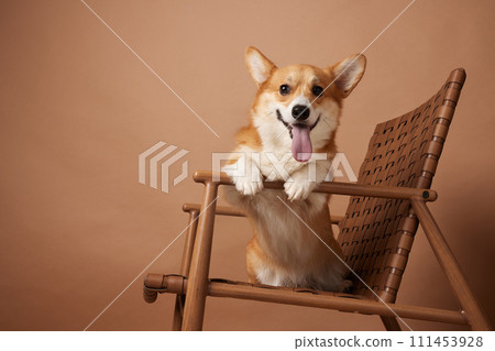 Corgi dog shows tongue and sits on a chair on a brown background Corgi dog shows tongue and sits on a chair on a brown background 111453928