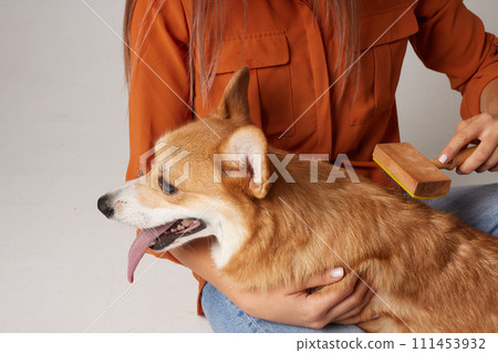 The owner combs out the fur of a corgi dog with a brush, caring for the dog's health The owner combs out the fur of a corgi dog with a brush, caring for the dog's health 111453932