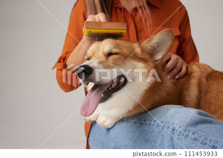 The owner combs out the fur of a corgi dog with a brush, caring for the dog's health The owner combs out the fur of a corgi dog with a brush, caring for the dog's health 111453933