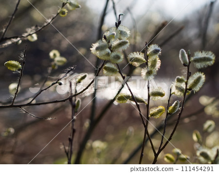 Willow twigs with buds 111454291
