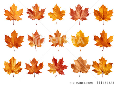 Autumn leaf vector set isolated on white background 111454383