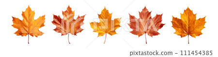 Autumn leaf vector set isolated on white background Autumn leaf vector set isolated on white background 111454385