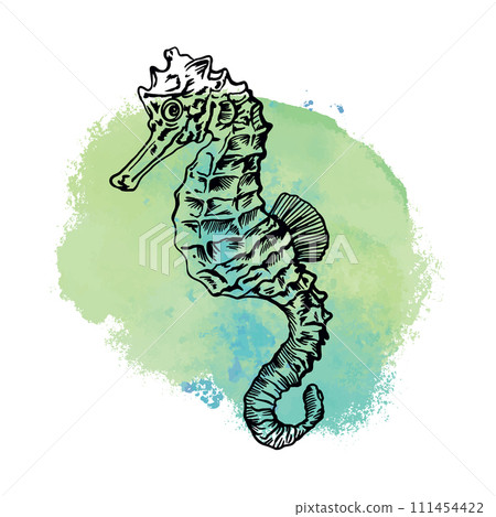 Seahorse, graphics. Vector illustration with a blue spot on the background. Cards, covers, nautical posters, banners, packaging, labels. 111454422