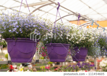 The plants hanging in pots at a flower shop The plants hanging in pots at a flower shop 111454605