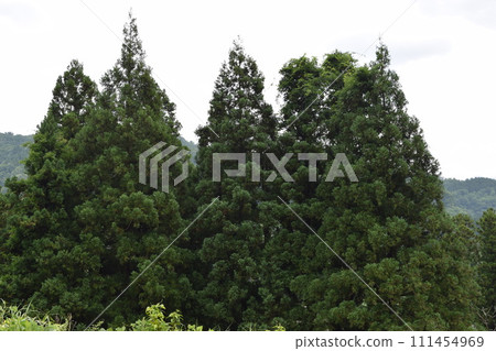 雪松樹針葉林 111454969