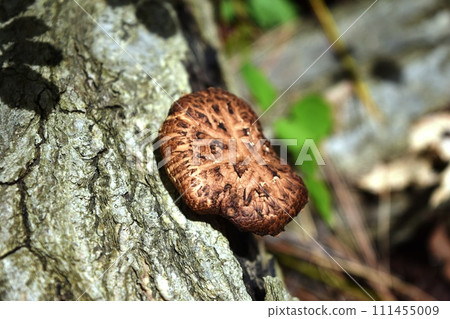 Mushroom log cultivation 111455009
