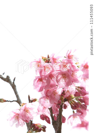 Close-up of sunlight cherry blossoms in full bloom [White background] [Sky background] 111455093