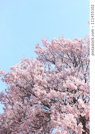 Edohiganzakura in full bloom [Blue sky background] [Sky background] 111455102