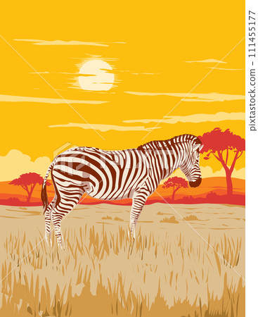 Plains Zebra in Serengeti National Park Northern Tanzania Africa Art Deco WPA Poster Art 111455177