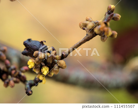Flowers of witch hazel "Hamamelis intermedia elena" starting to bloom in January Flowers of witch hazel "Hamamelis intermedia elena" starting to bloom in January 111455507