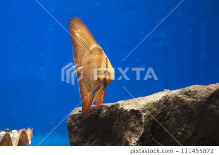 奧比魚 111455872