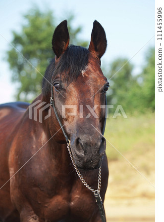 portrait of beautiful bay horse . close up portrait of beautiful bay horse . close up 111455996
