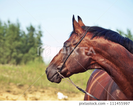 portrait of bay horse posing at lake coast. close up portrait of bay horse posing at lake coast. close up 111455997