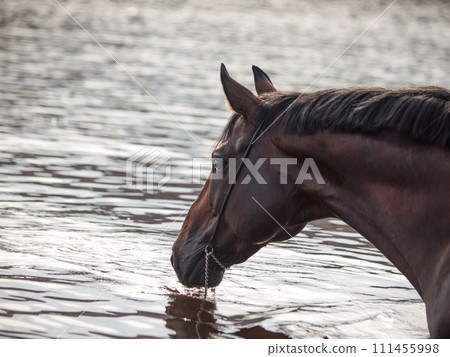 portrait of bay horse in water. close up portrait of bay horse in water. close up 111455998
