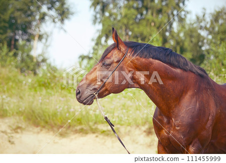 portrait of bay beautiful stallion. close up portrait of bay beautiful stallion. close up 111455999