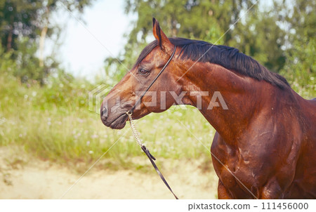 portrait of bay beautiful stallion. close up portrait of bay beautiful stallion. close up 111456000