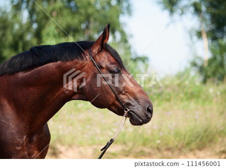 portrait of bay beautiful stallion. close up 111456001
