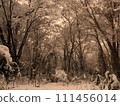 雜樹的雪景 111456014