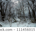 雜樹的雪景 111456015