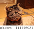 貓咪若有所思地看著屋內 111456021