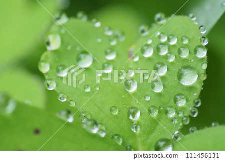 雨後的水滴 雨後的水滴 111456131