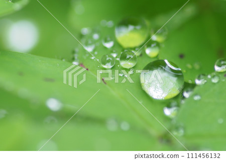 雨後的圓點 111456132