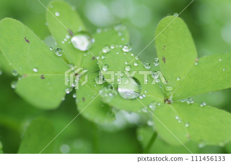 water droplets on oxalis leaf 111456133