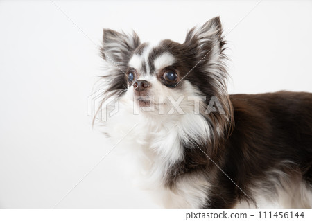 Bust up of chocolate chihuahua with white background 111456144