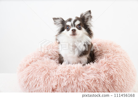 Chihuahua chocolate in a pink bed with a beige background Chihuahua chocolate in a pink bed with a beige background 111456168