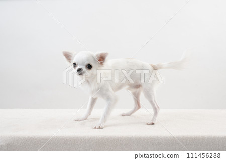 Chihuahua puppy with white background 111456288