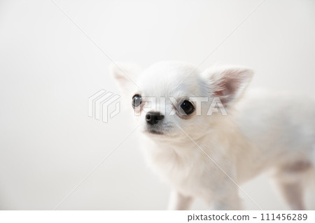 Chihuahua puppy with white background 111456289