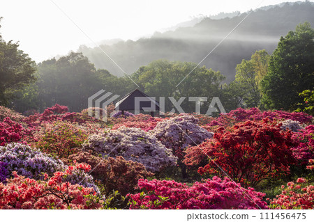 笠間杜鵑花節盛開 笠間杜鵑花節盛開 111456475