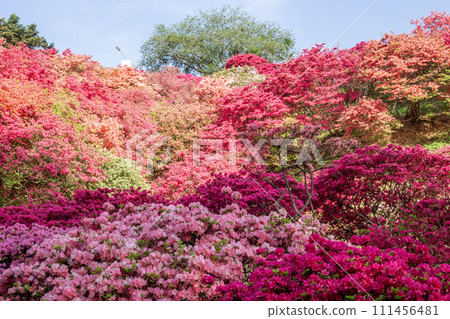 Kasama Azalea Festival in full bloom 111456481