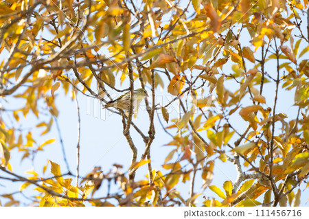 Siskin and autumn leaves that flew to the mountains in early winter 111456716