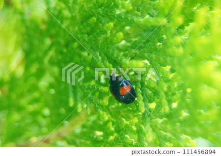 A double-crested ladybird with two red dots on black. A double-crested ladybird with two red dots on black. 111456894