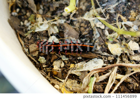 一隻黑貝母蝴蝶的幼蟲在三色堇花盆裡,已經開花完畢 一隻黑貝母蝴蝶的幼蟲在三色堇花盆裡,已經開花完畢 111456899