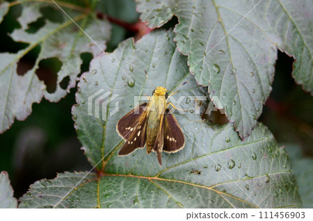 An adult of A. chinensis perched on a leaf of American Temalis An adult of A. chinensis perched on a leaf of American Temalis 111456903